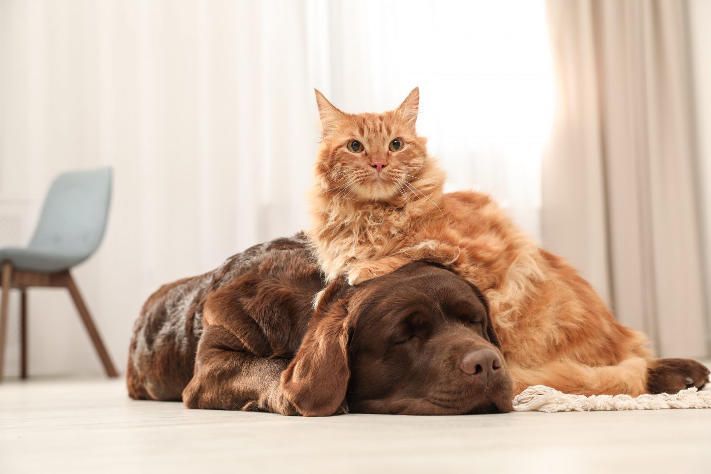 A cat and a dog calmly sitting on the floor belchonock © 123rf