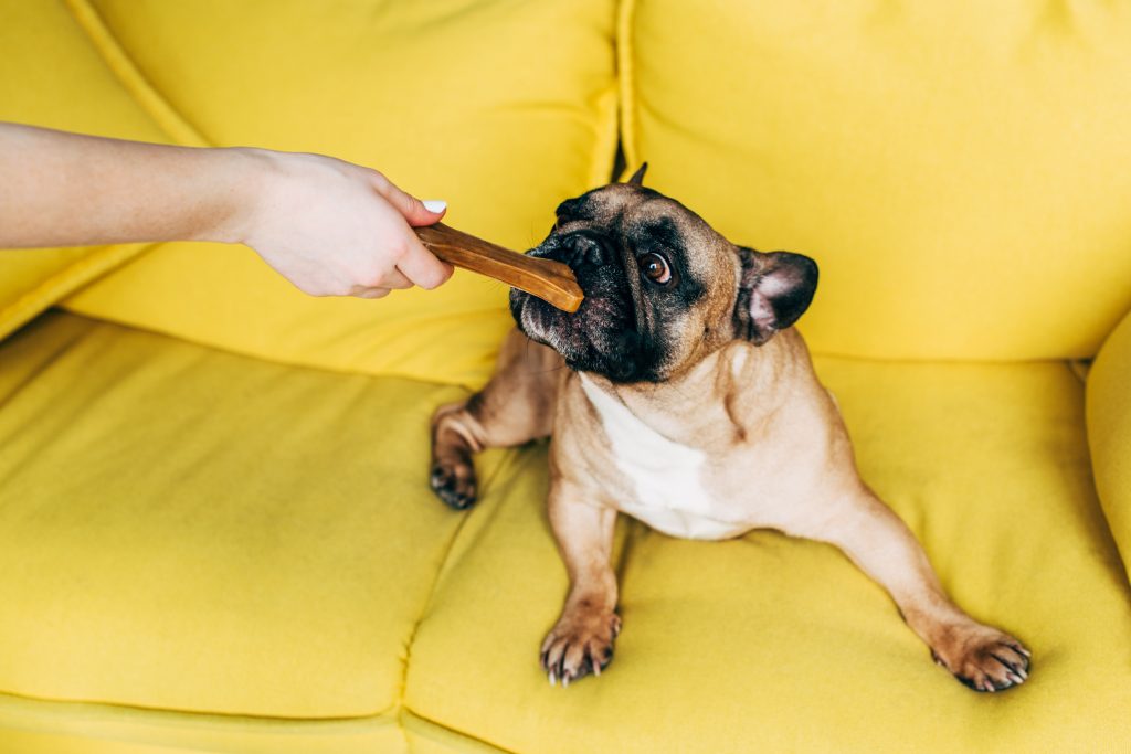 a dog with a treat lightfieldstudios © 123rf